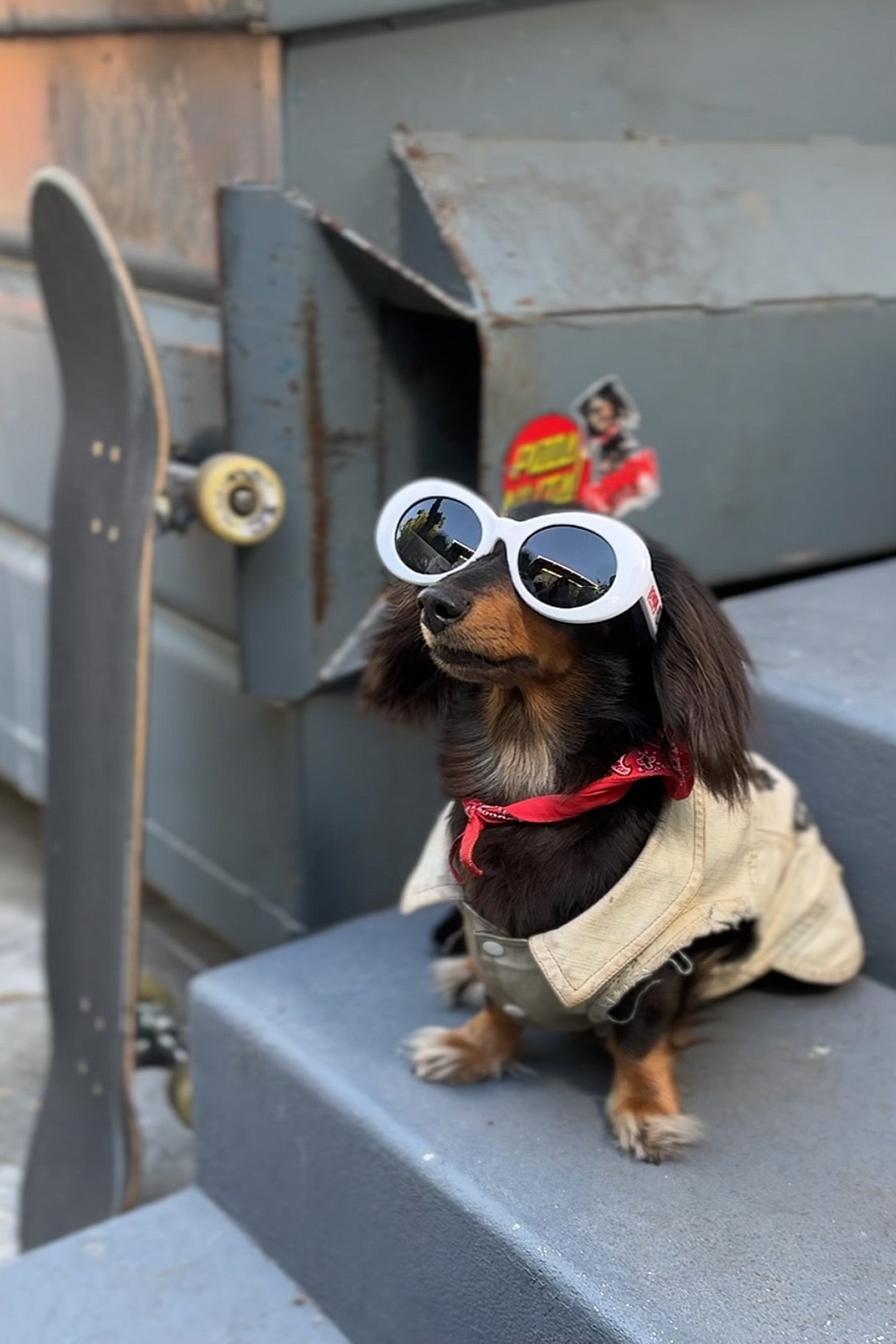 Rowdy Dachshund Pro Model Sunglasses