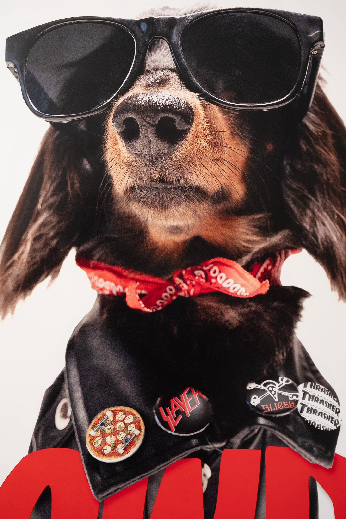 Rowdy Dachshund Pro Debut Poster